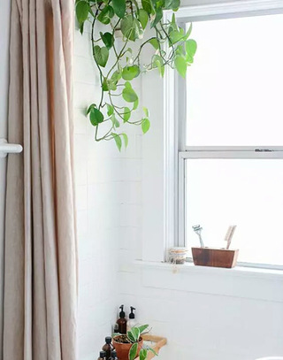 浴室绿植打造最清新卫生间设计
