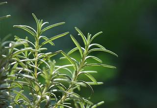 驱蚊植物价格