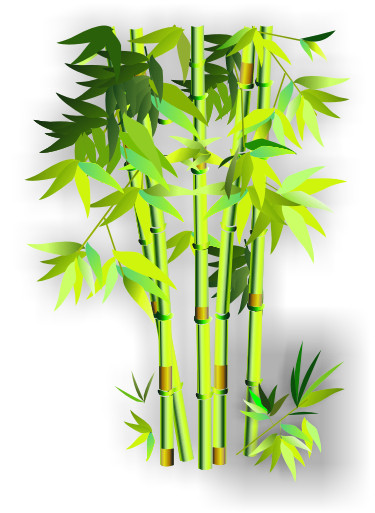 翠竹的种植方法