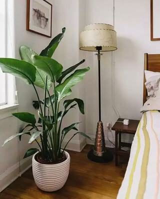 58平米单身公寓卧室植物摆放图