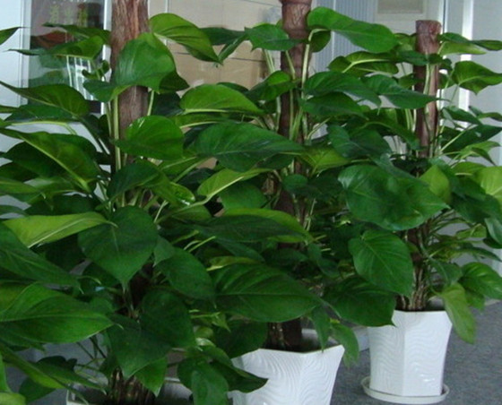适合室内养的植物有哪些 哪种释放氧气最多
