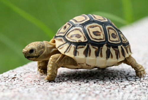 小乌龟的样子 大自然图片