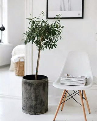 家居室内植物效果图设计