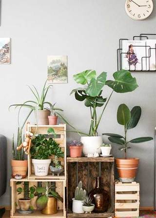 室内植物背景墙设计图片