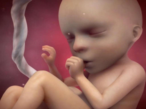 怀孕15周胎儿图图片
