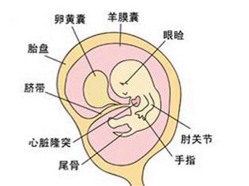 孕25周胎儿发育图图片