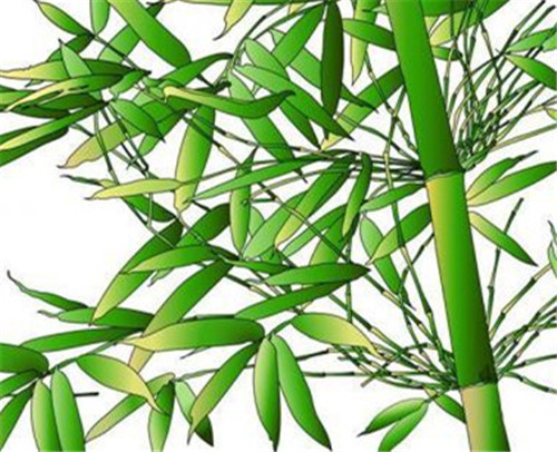 翠竹的象征意义有几种 翠竹有哪些价值