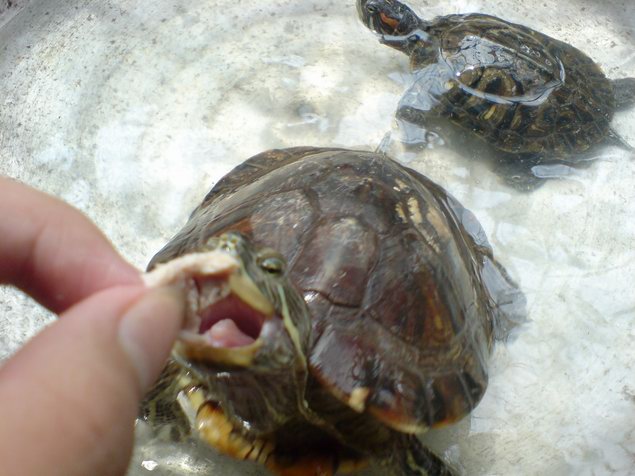 乌龟吃什么食物长得快 养乌龟需注意什么