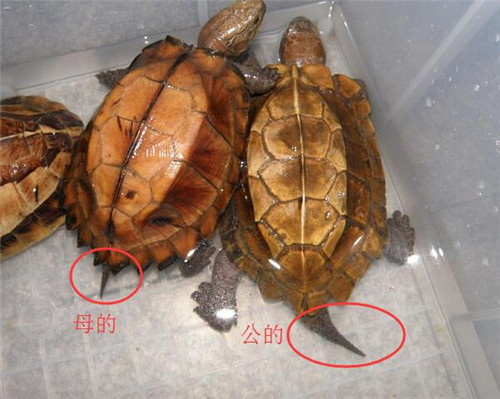 巴西龟怎么分公母4张图让你轻松分清公母巴西龟