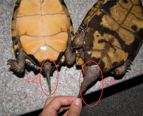 巴西红耳龟怎么分公母图片
