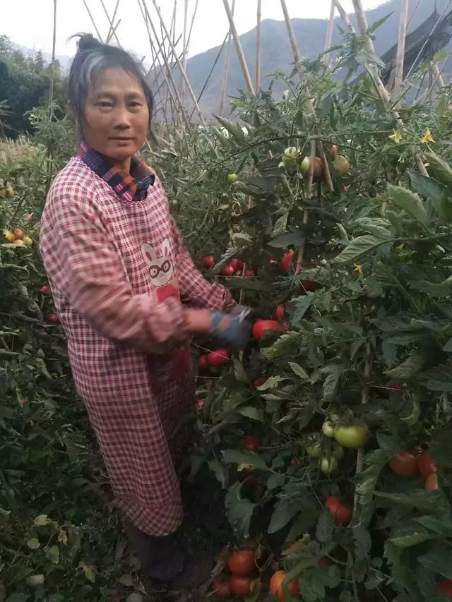 痛心！最好吃的西红柿要烂在地里，也将毁掉一个农民对土地的眷恋