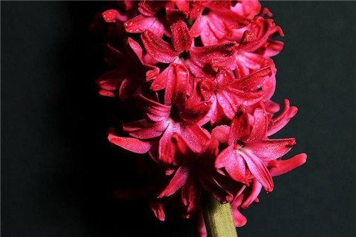 33朵玫瑰花语是什么 送什么花比较浪漫