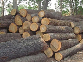 木材的种类有哪些 5中常见木材介绍