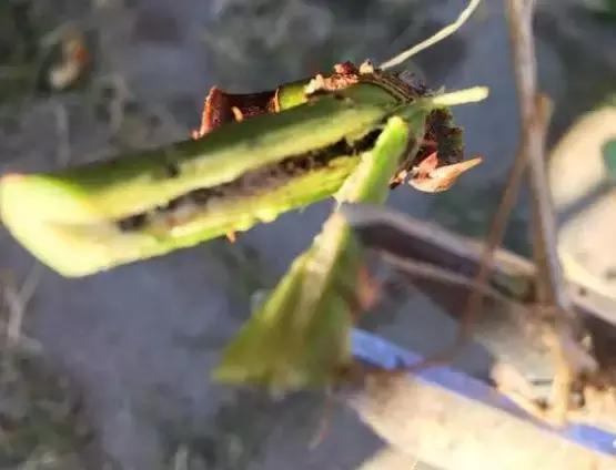 快死的花草别再傻傻扔了，听了老农这个方法，花开一层又一层！