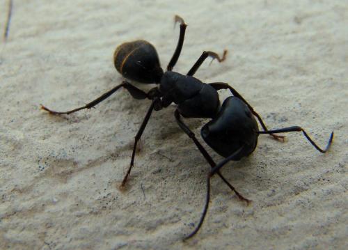 黑褐毛山蚁图片图片
