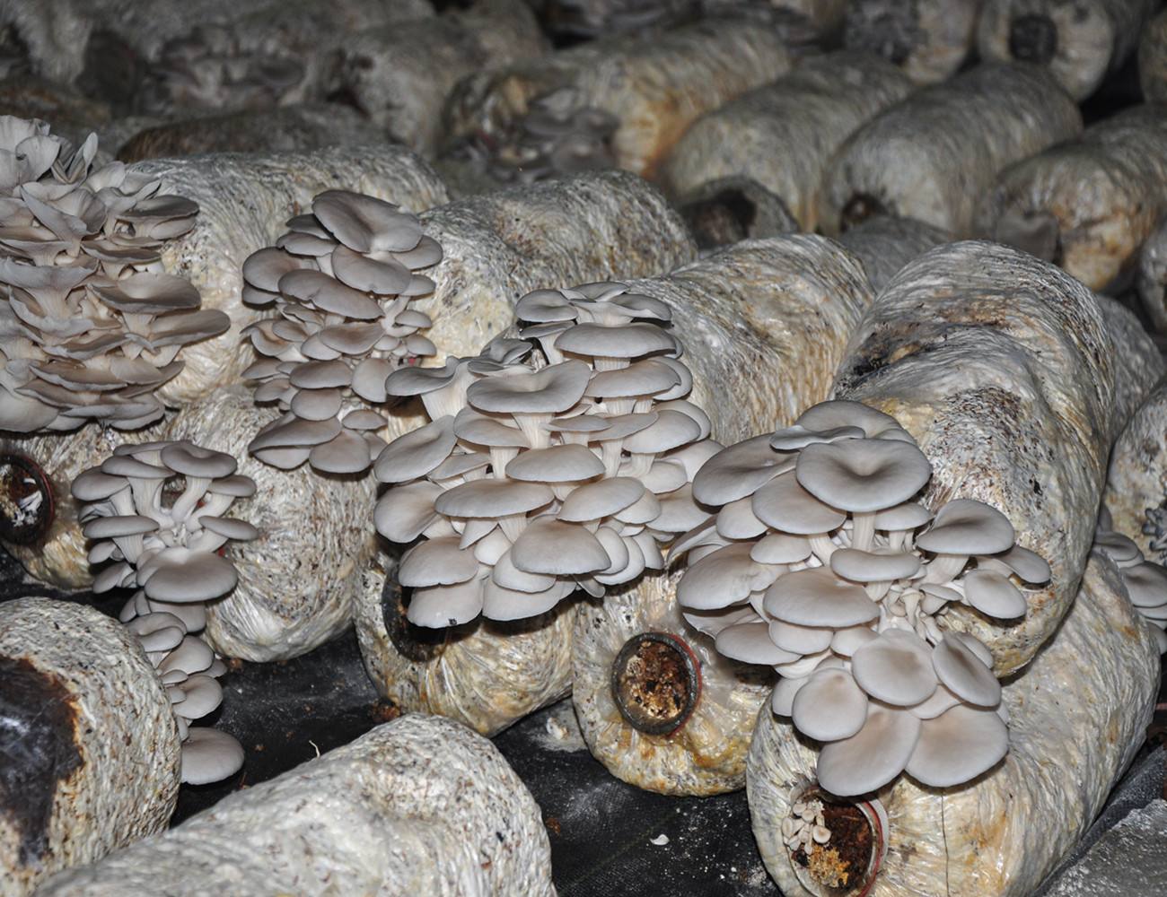 食用蘑菇种植包 菌包种室内盆栽diy儿童学校家庭自种白平菇秀珍菇-阿里巴巴