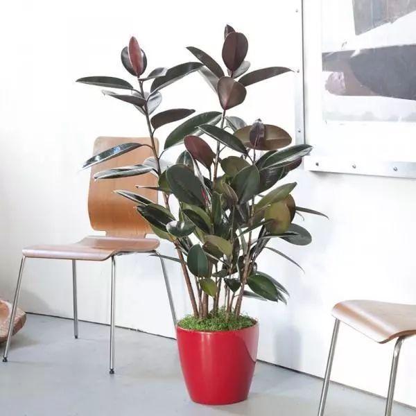 清新！14种能够净化室内空气的盆栽植物
