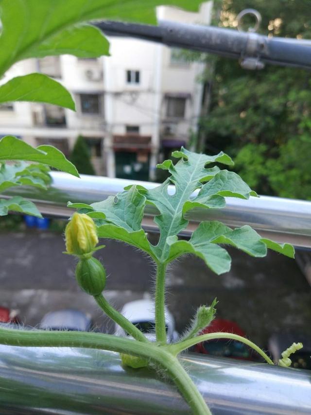 做好这4点，你在家也能种出西瓜，个大瓜甜，很快瓜满阳台！