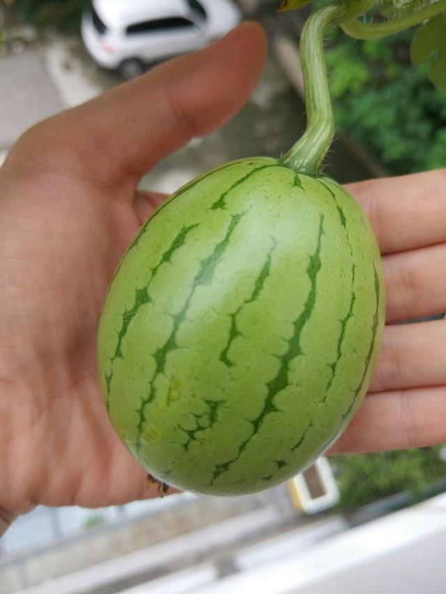 做好这4点，你在家也能种出西瓜，个大瓜甜，很快瓜满阳台！