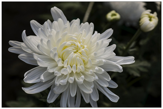 白菊花的功效与作用有哪些白菊花有什么药用价值 齐家网