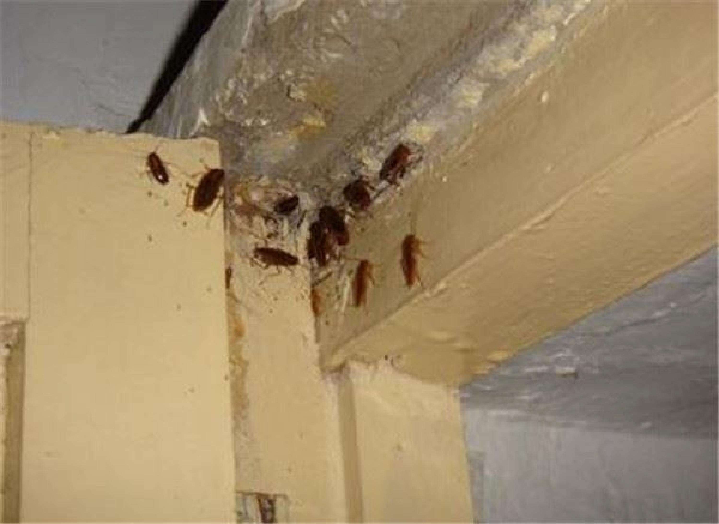 在食物的蟑螂在厨房里 由于蟑螂，问题是在房子里 吃在厨房里的蟑螂 库存照片 - 图片 包括有 巴西, 问题: 108120456