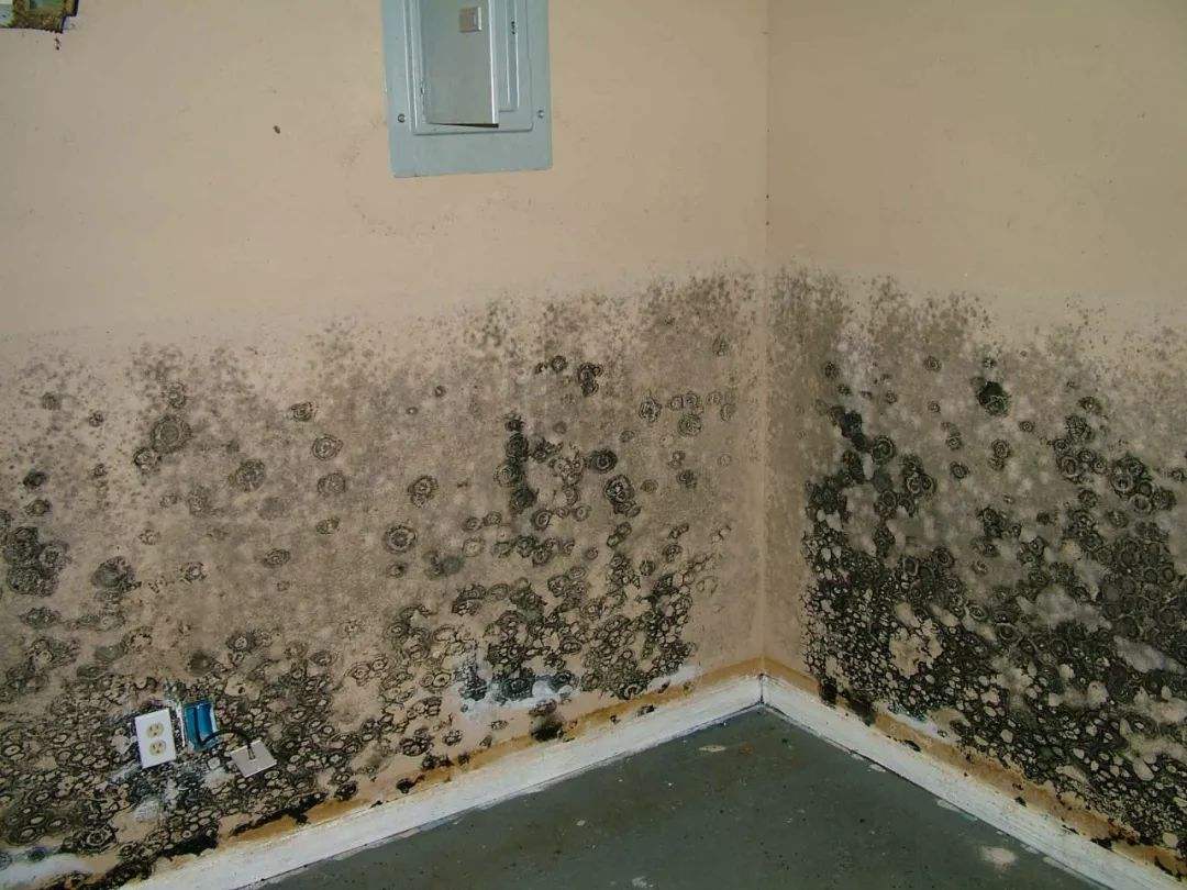 Jaysuing 除霉清洁剂 墙体墙面卫生间厨房白墙面去污去霉斑除霉剂-阿里巴巴