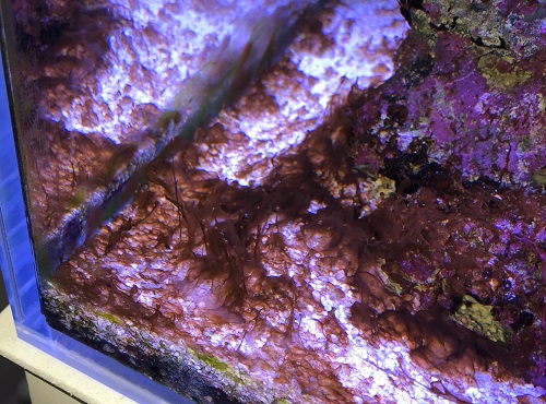 鱼缸白色菌膜图片