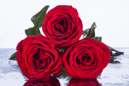 三朵玫瑰花代表什么意思女人送三朵玫瑰花是什么意思