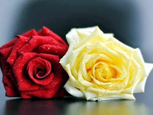 2朵玫瑰花代表什么意思 两朵玫瑰花适合送
